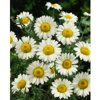 Anthemis hybrida ´Sauce Hollandaise´ / Ruman, K9