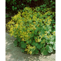 Alchemilla molis ´Auslese´ / Alchemilka mäkká zelenožltá, C1,5