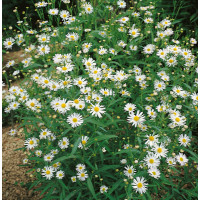 Boltonia asteroides 'Snowbank' / Boltónia, K9