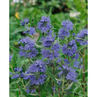 Caryopteris cland. ´Heavenly Blue´ / Bradavec, 30-40 cm, C2
