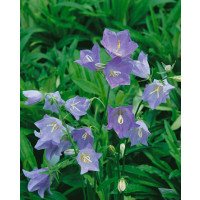 Campanula persicifolia ´Blue´ / Zvonček broskyňolistý modrý, C1,5