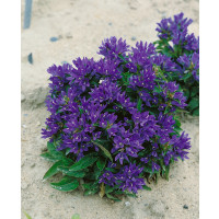 Campanula glomerata ´Acaulis´ / Zvonček klbkatý, K9