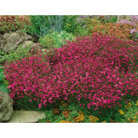 Dianthus deltoides ´Roseus´ / Klinček slzičkový , K9