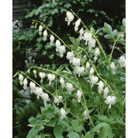 Dicentra spectabilis ´Alba´ / Srdcovka nádherná biela, C1,5