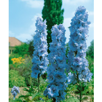 Delphinium Pacific ´Blue Bird´ / Stračonôžka, K9