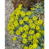 Euphorbia myrsinites / Mliečnik myrtovitý, K9