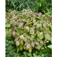 Epimedium x versicolor ´Sulphureum´ / Krpčiarka, C1