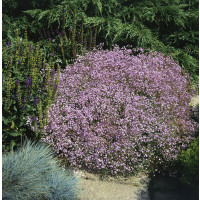 Gypsophila ´Rosenschleier´ / Gypsomilka, K9