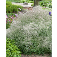 Gypsophila paniculata 'Bristol Fairy' / Gypsomilka metlinatá, K9