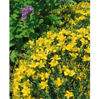 Hypericum polyphyllum ´Grandiflorum´ / Ľubovník, K9