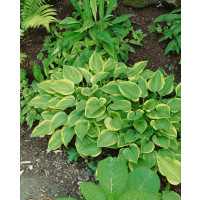 Hosta ´Golden Tiara´ / Hosta / Funkia, C1,5