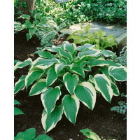 Hosta ´Francee´ / Hosta / Funkia, K14