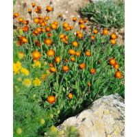 Hieracium aurantiacum / Chlpánik oranžový, K9