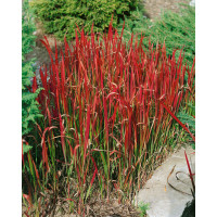 Imperata cylindrica ´Red Baron´ / Imperáta, K9