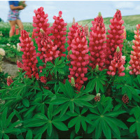 Lupinus ´Gallery Red´ / Vlčí bôb, K9