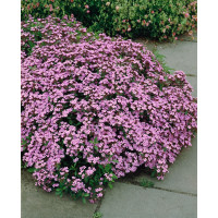 Saponaria ocymoides / Mydlica bazalkovitá, K9