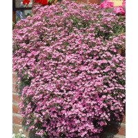 Saponaria ocymoides / Mydlica bazalkovitá, K9