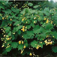 Kirengeshoma palmata / Kirengešoma dlaňovitá, K13