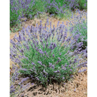 Lavandula angustifolia ´Munstead´ / Levanduľa lekárska, K9