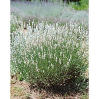 Lavandula angustifolia ´Alba´ / Levanduľa lekárska, K9