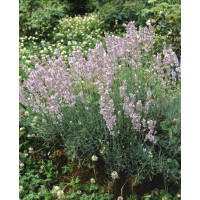Lavandula angustifolia ´Rosea´ / Levanduľa úzkolistá, K9