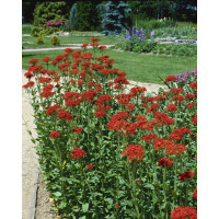 Lychnis chalcedonica / Kukučka hustokvetá, K9