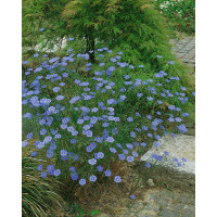 Linum perenne ´Saphir´ / Ľan trváci, K9