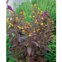 Lysimachia ciliata ´Fire Cracker´ / Čerkáč, C1