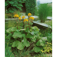 Ligularia dentata (clivorum) / Jazyčník veľkoúborový, K13