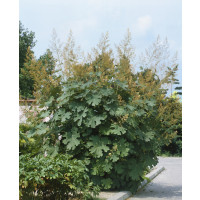 Macleaya cordata / Makovec srdcovitý, K9