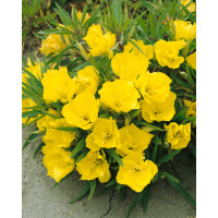 Oenothera macrocarpa / Pupalka misurská, C1