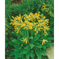 Primula veris ´Cabrillo´ / Prvosienka jarná citrónovožltá, K9