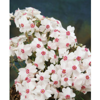 Phlox subulata ´Amazing Grace´ / Flox šidlolistý biely, K9