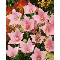 Platycodon grandiflorum ´Astra Rose´ / Balónovec, K9