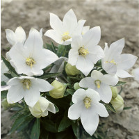 Platycodon grandiflorum ´Astra White´ / Balónovec, K9