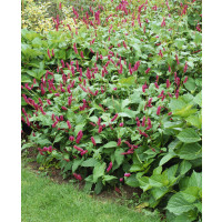 Persicaria amplexicaule ´Speciosa´/ Horčiak, K11