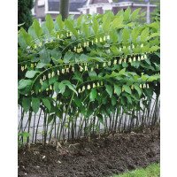 Polygonatum multiflorum / Kokorík mnohokvetý, K11