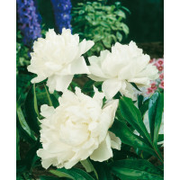 Paeonia lact. ´Shirley Temple´ / Pivonka bylinná, C1,5