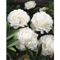 Paeonia lact. ´Shirley Temple´ / Pivonka bylinná, C1,5