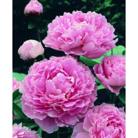 Paeonia lact. ´Sarah Bernhardt´ / Pivonka bylinná, C1,5