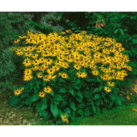Rudbeckia fulgida ´Goldsturm´ / Rudbekia žiarivá, K9