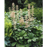 Rodgersia aesculifolia / Rodgerzia krémovobiela, K9