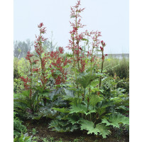 Rheum palmatum ´Red Champagne´  / Rebarbora okrasná červená, K14