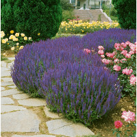 Salvia superba ´Merleau´ / Šalvia nádherná, C1