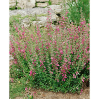 Teucrium chamaedrys / Hrdobarka obyčajná, K9