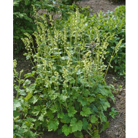 Tellima grandiflora / Mitrovka veľkokvetá, K9
