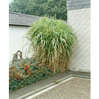 Miscanthus giganteus / Ozdobnica veľká, K11