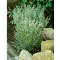 Koeleria glauca / Ometlina sivá, K9