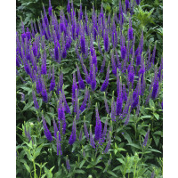 Veronica longifolia ´Blauriesin´ / Veronika, K9