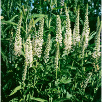 Veronica spicata ´Alba´ / Veronika klasnatá, K9